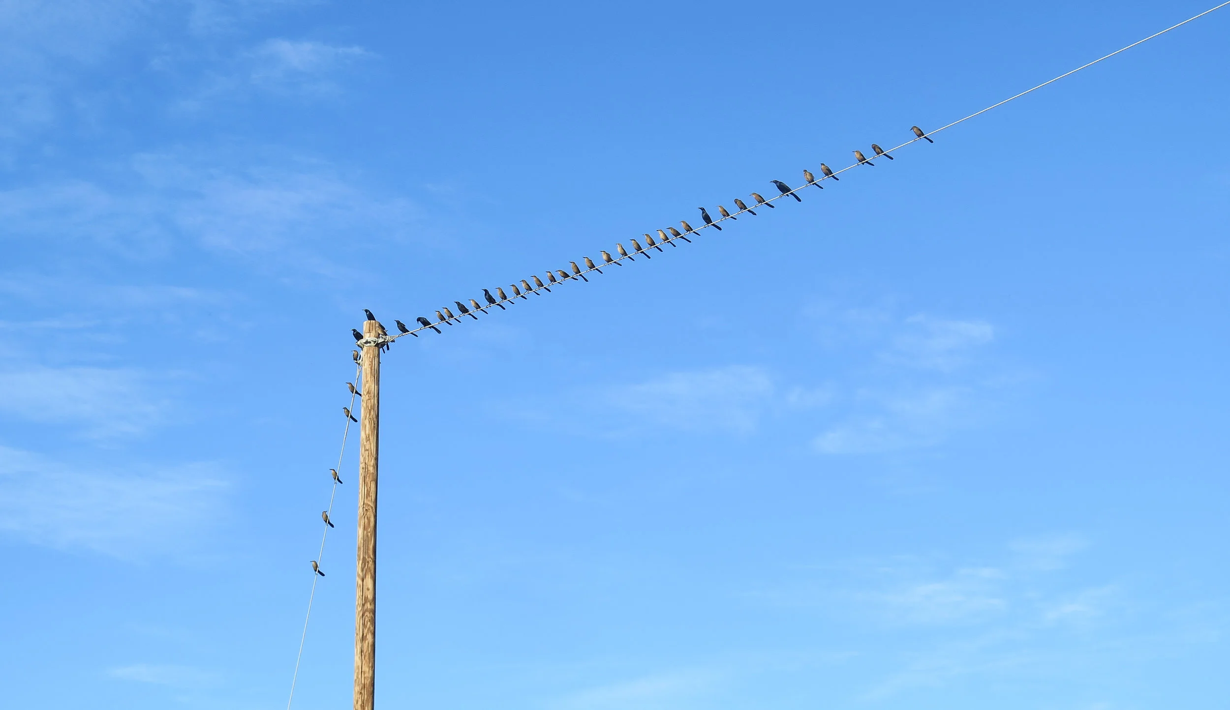 ants on wire, 2017