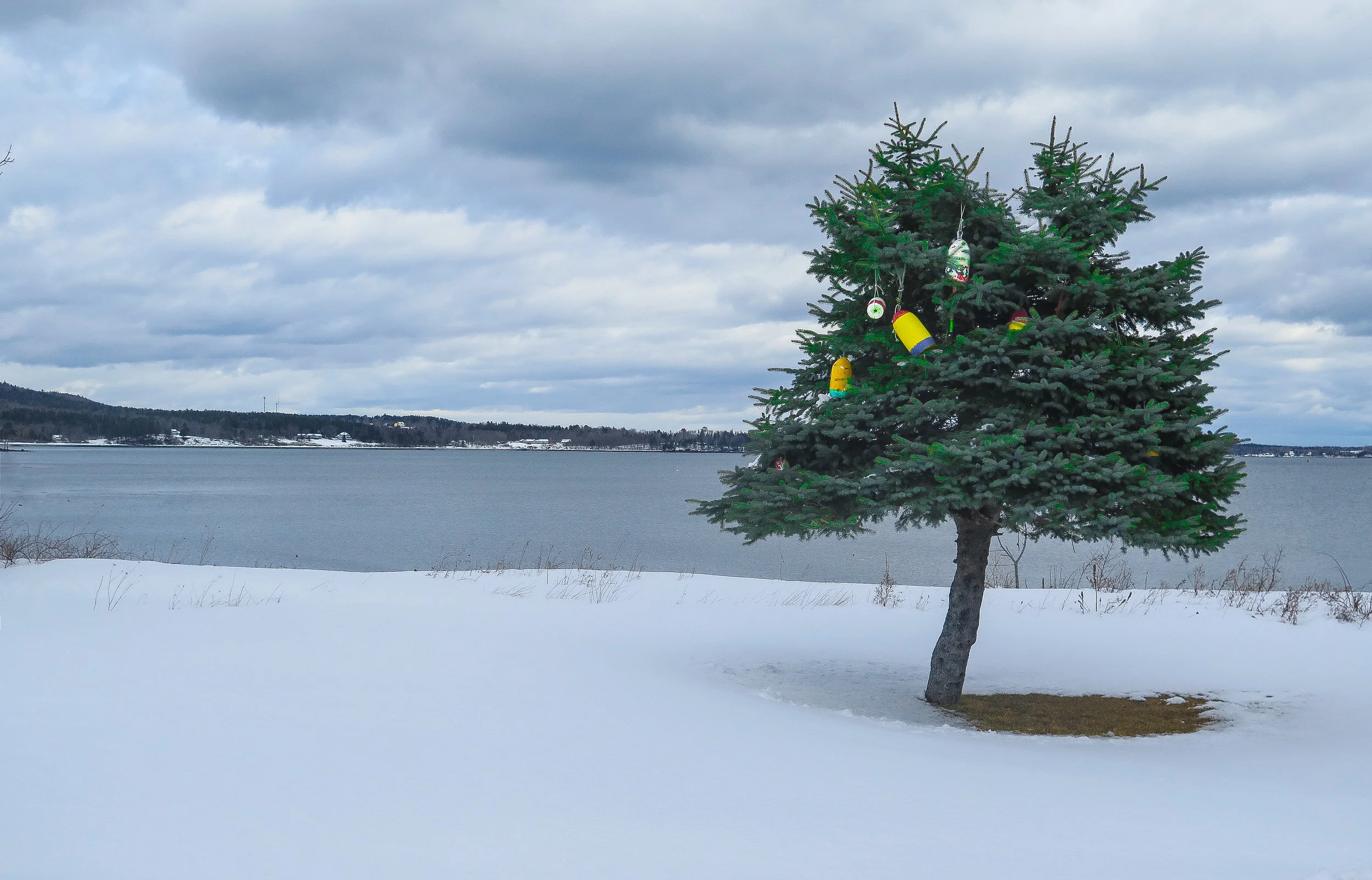 the last christmas tree, 2018