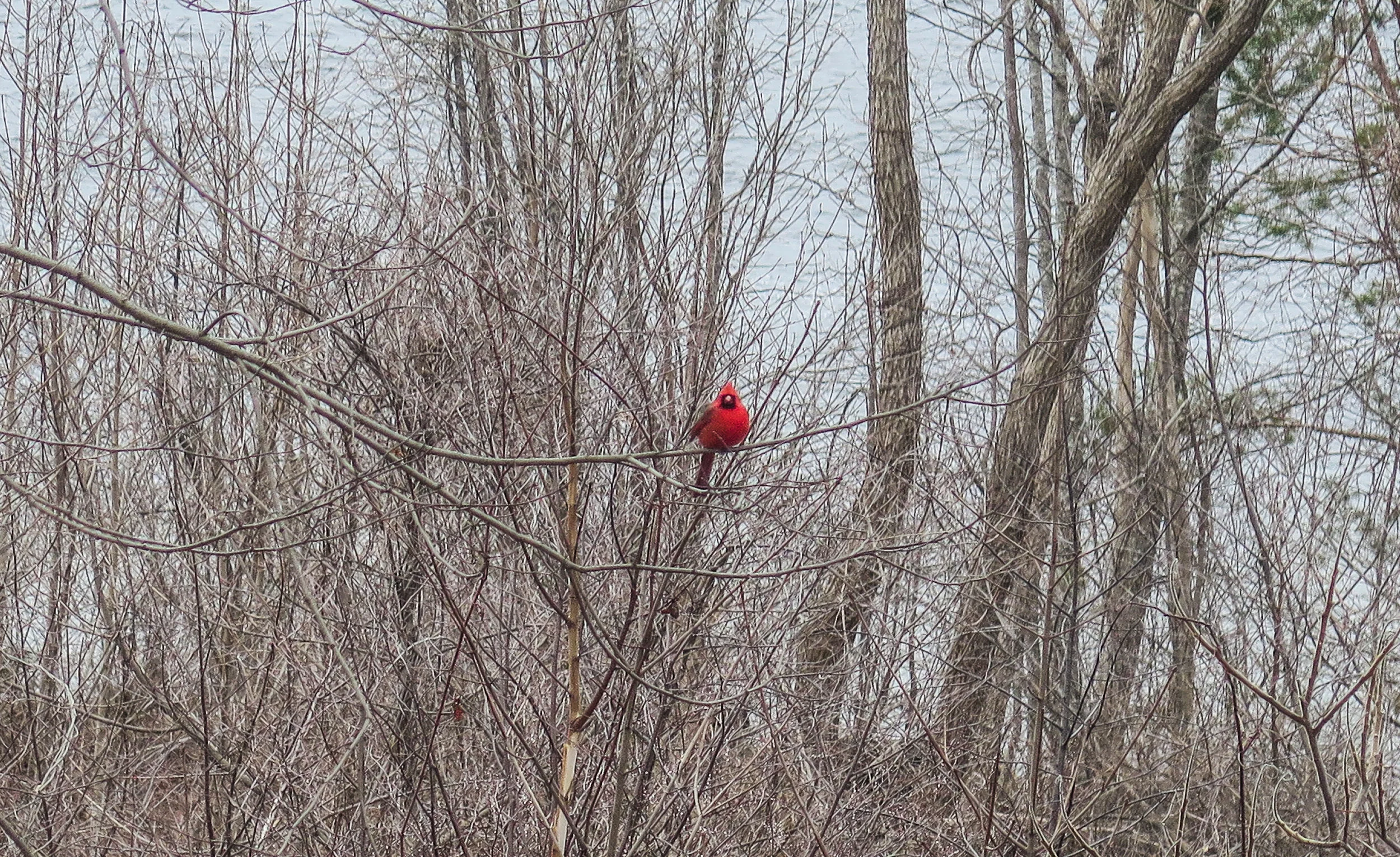 mr. spring, 2018