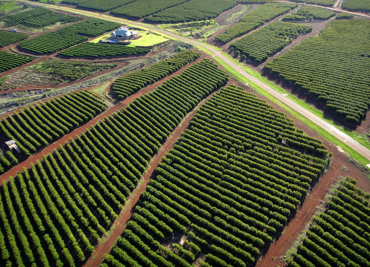 MauiGrown Coffee's four coffee varieties are estate grown and harvested on 500 acres on the slopes of the West Maui Mountains. Photo by: Paradise Aerial Photography