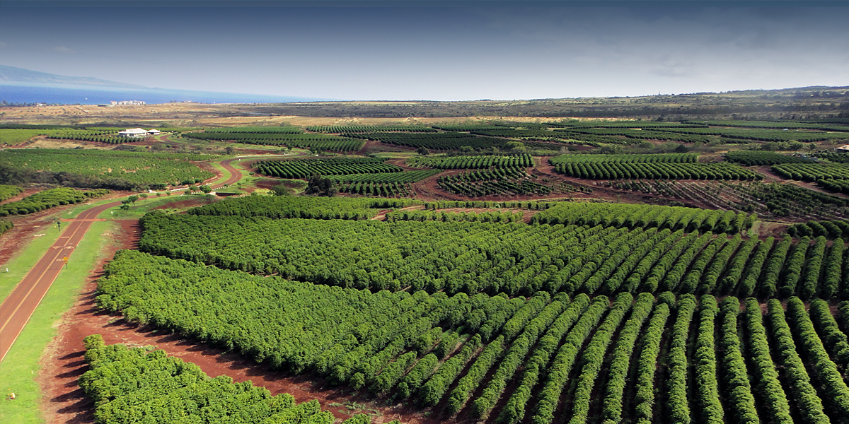 coffee-farm-orchard.jpg