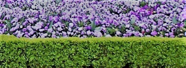 cottage-with-planned-garden-1224357.jpg
