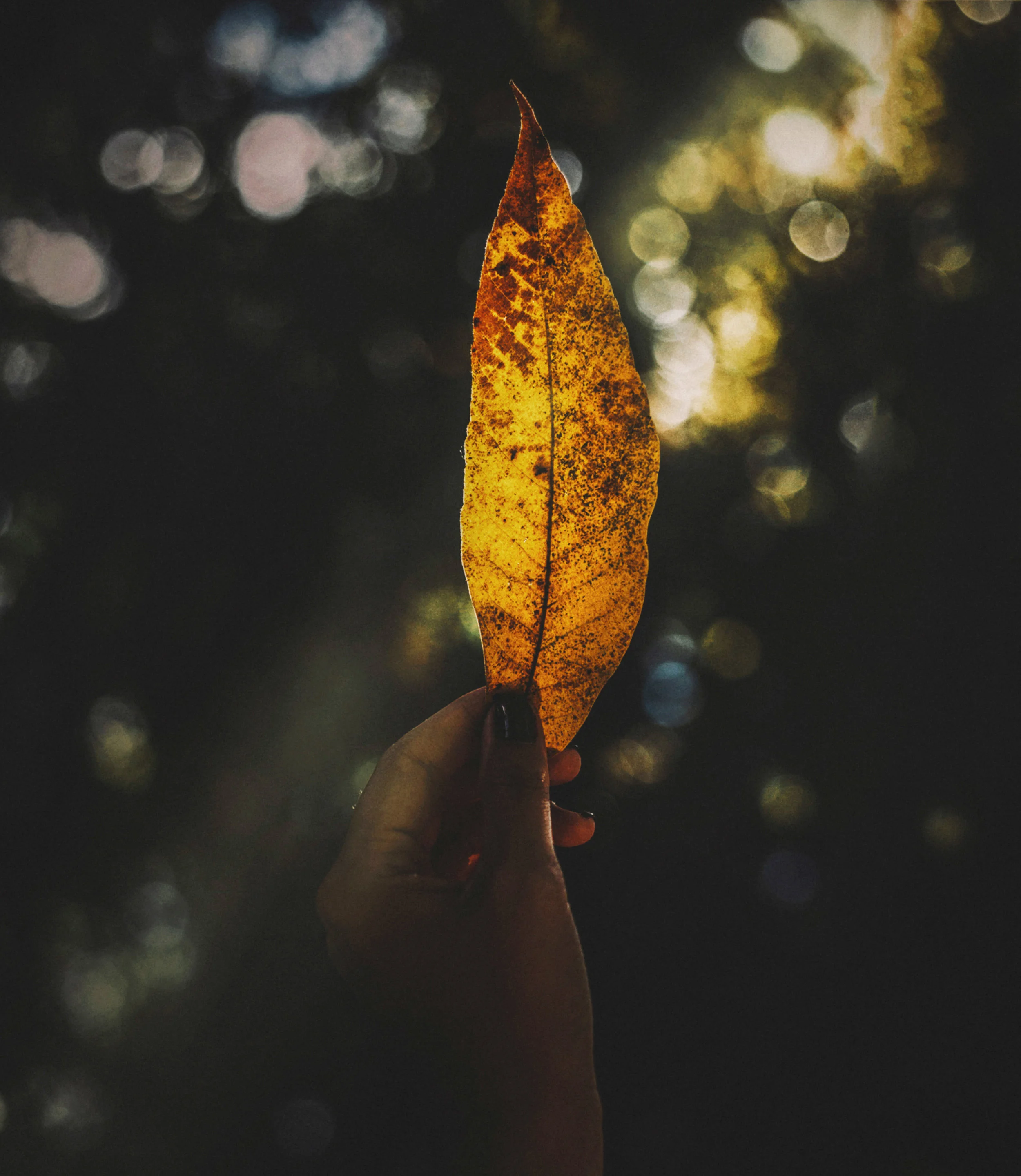 TransparentLeaf.jpg
