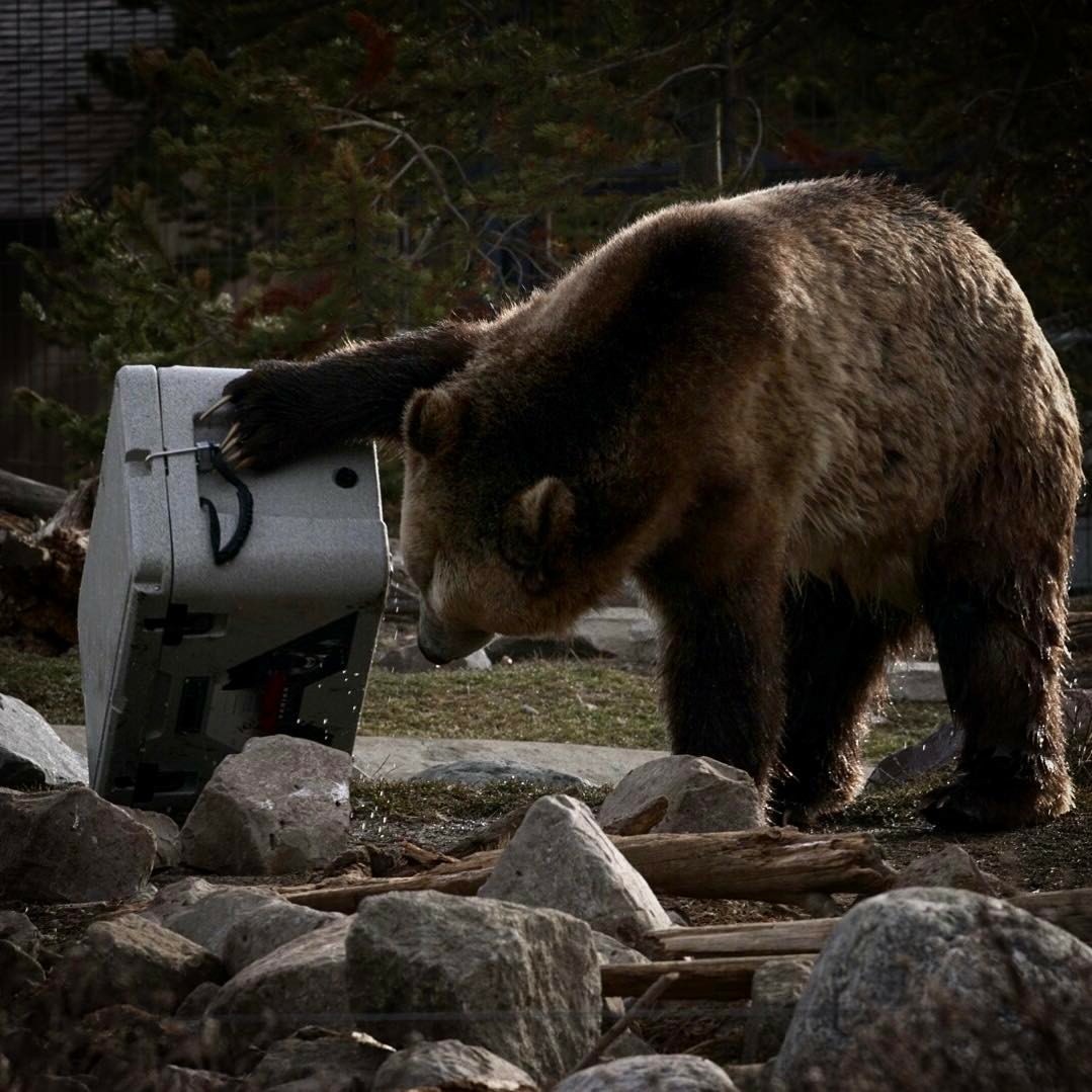 Alpha Pro Series Cooler with a Grizzly Bear 