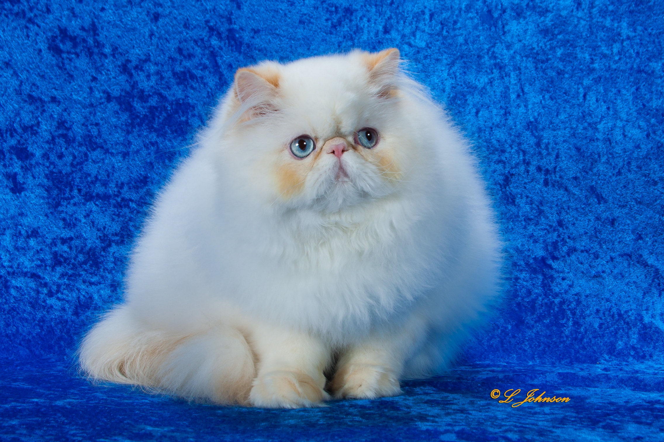 GC Purrstar's Solar Power