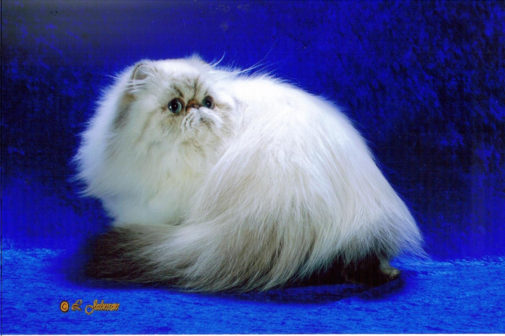 GC Purrstar's Touched by an Angel