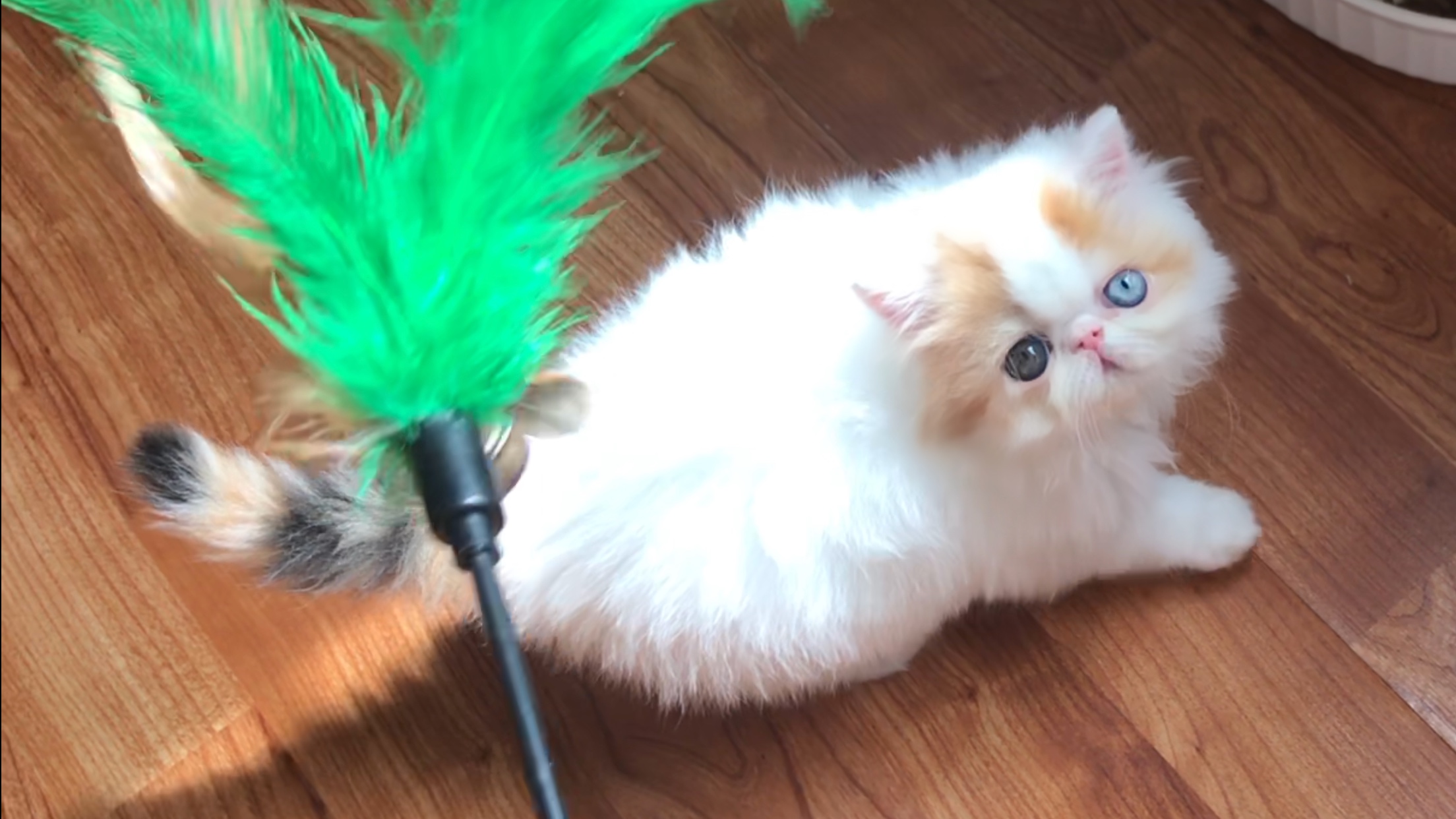 cfa registered persian kittens for sale