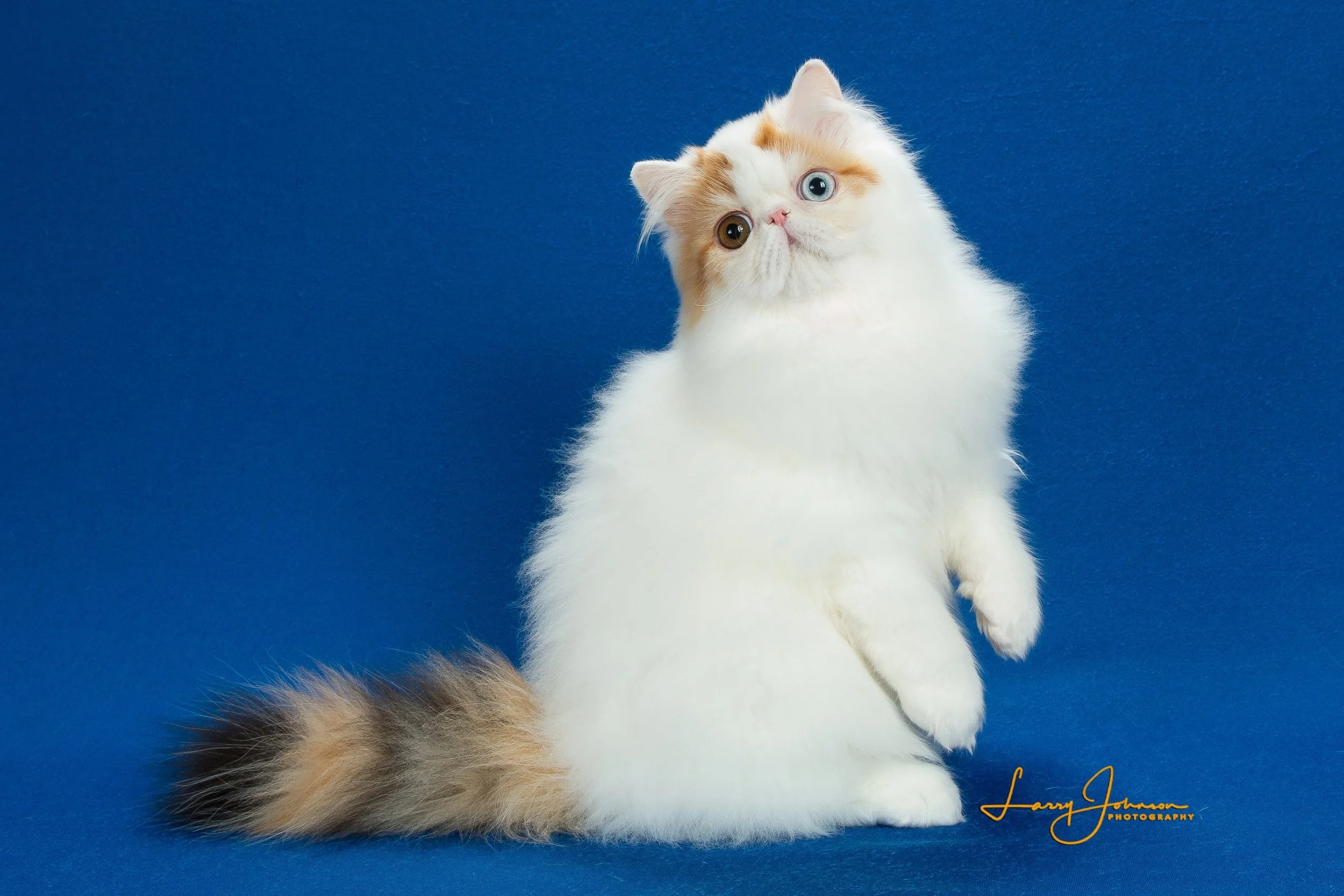 Persian Cat Fluffy Blue Eyed Cat Cheap Odd Eyed Cat For Sale