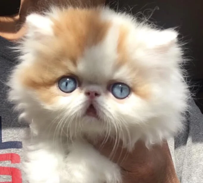 Napoleon Miniature Kittens Napoleon Kittens For Sale Persian