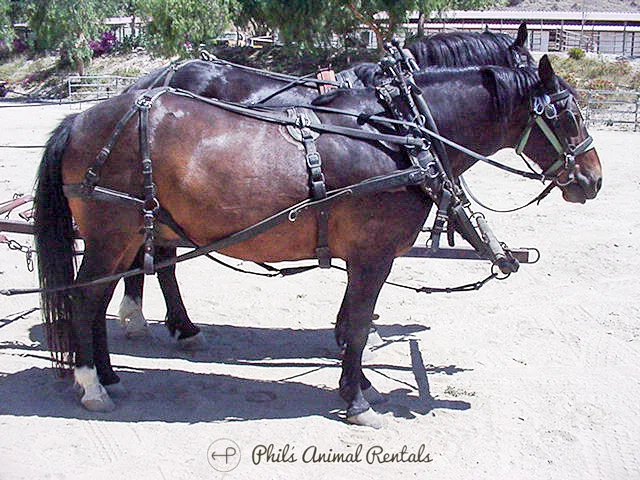 Horses & Ponies — Phil's Animal Rentals