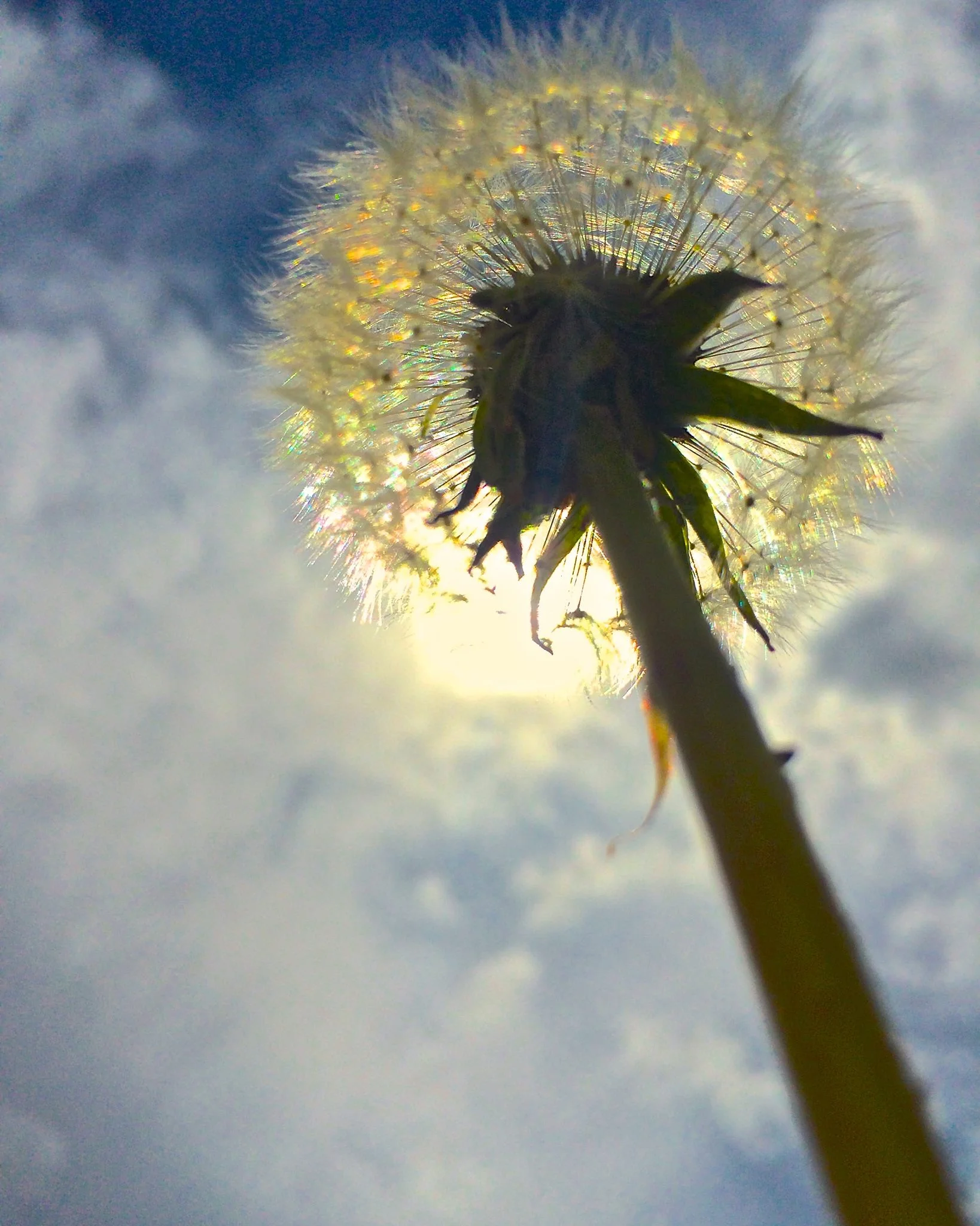 dandelion