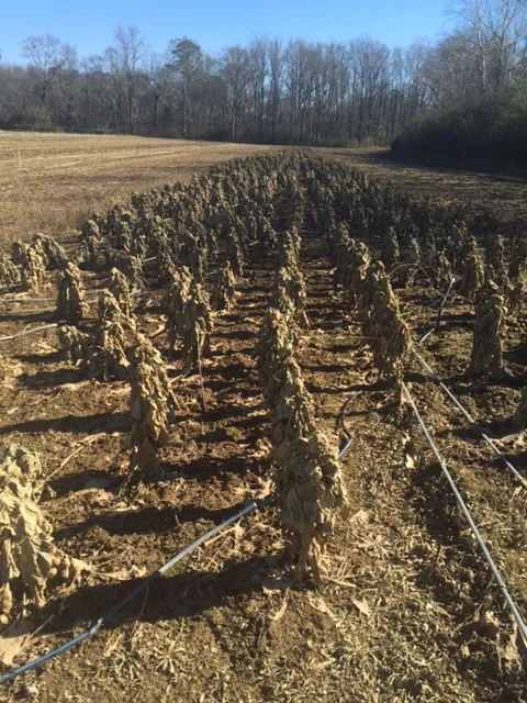 Rise N' Shine's Brussels sprouts after historic flooding in 2016