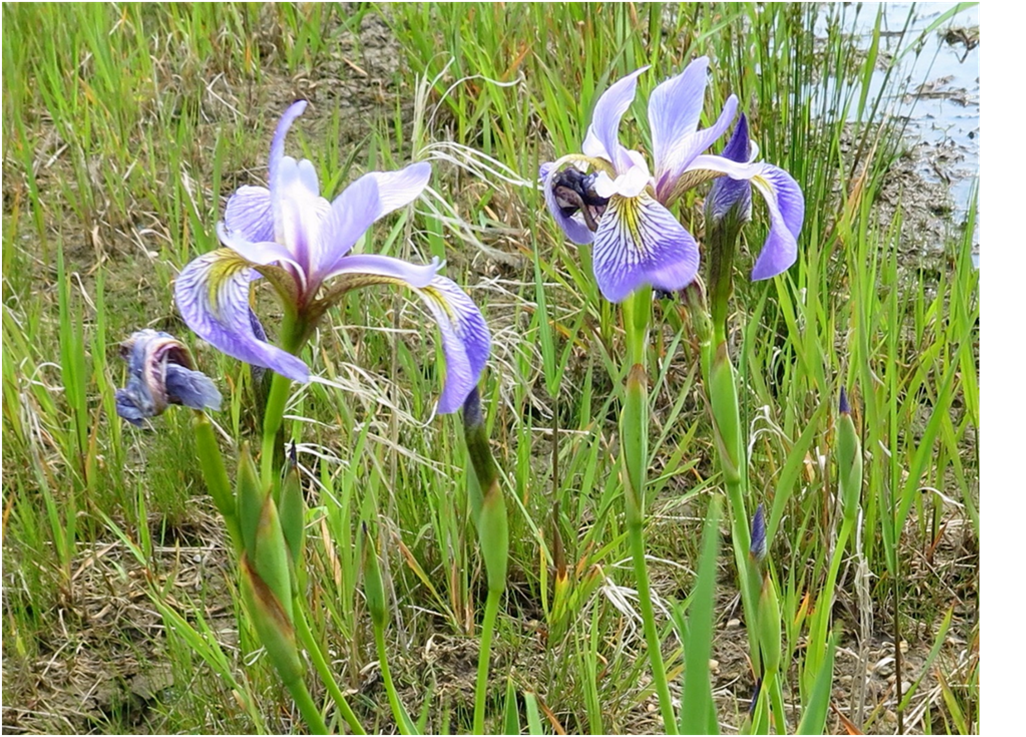 Blue Flag Iris