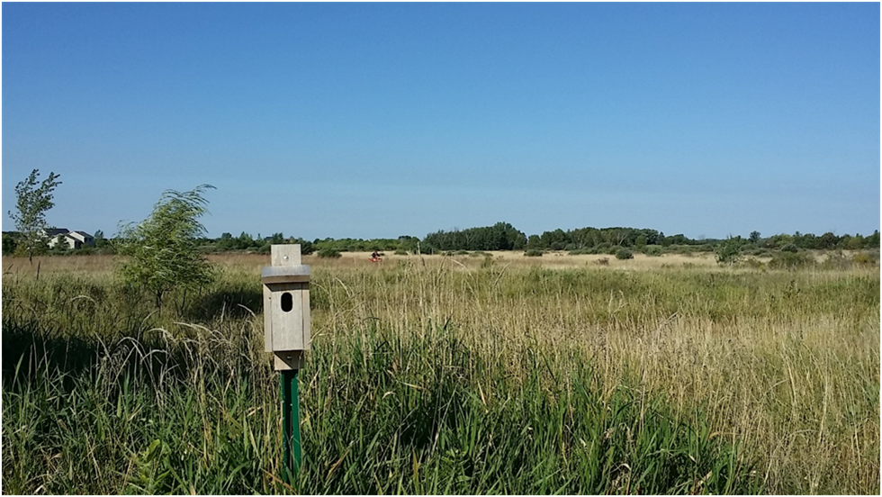 Prairie SW of church building (2017).png