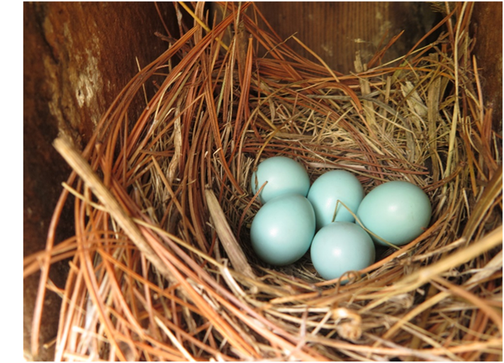 Blue Bird Nest.png