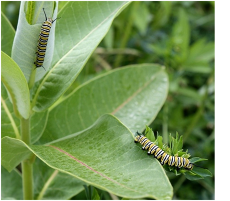 caterpiller.png