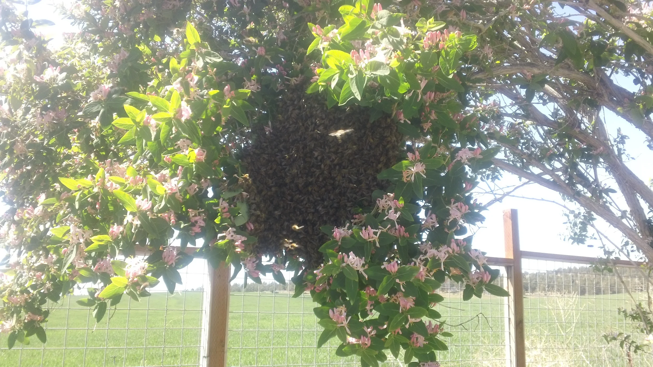Once we donned our suits and collected our gear, we were ready to capture the swarm. This meant that we placed a "nuc box" directly underneath the cluster and gave them a good shake. The hope of course is to catch as many bees as possible inside of the box and more importantly, the queen. Afterwards, the box was set right near the original swarm location and the remaining bees ideally join the group within a few hours. If we missed the queen and she failed to land in the box, most likely the swarm would take off again. Once evening fell and the swarm was inside for the night, we moved the box to its new home on the farm. We will keep the bees well fed with sugar syrup for at least a month and hope that they are able to establish residence in their new home. The entire experience of course was surreal to say the least for all of us. Everything played into our favor on this one. We saw the swarm almost instantly, we had the equipment to catch it, the swarm landed in an ideal location and most importantly we were literally working on the finishing touches of the honey bee foraging garden fence. This truly goes to show, IF YOU BUILD IT, THEY WILL COME. I am so incredibly thankful to have experienced this!