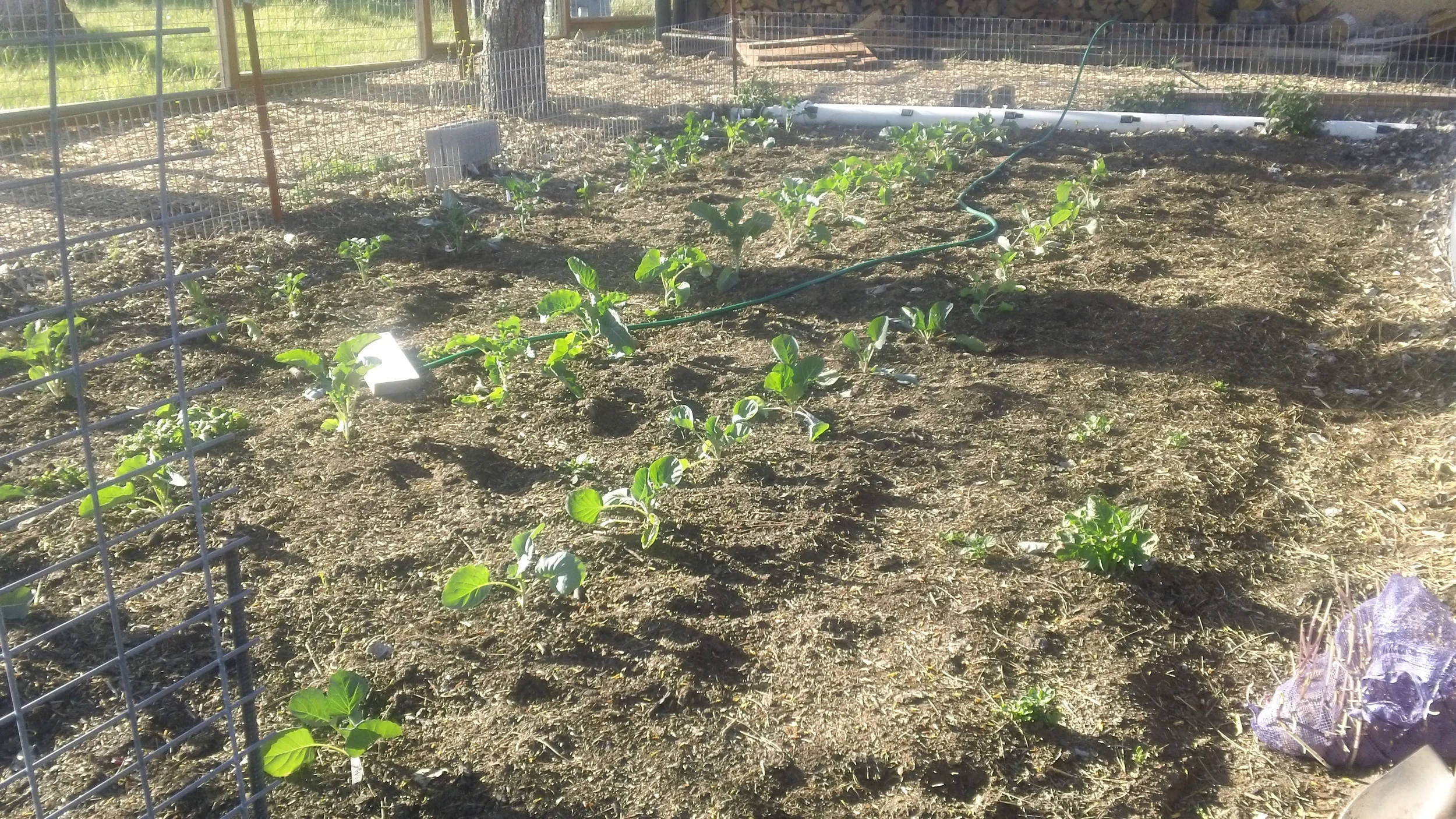 Potato, cauliflower, cabbage, broccoli and onion bed.