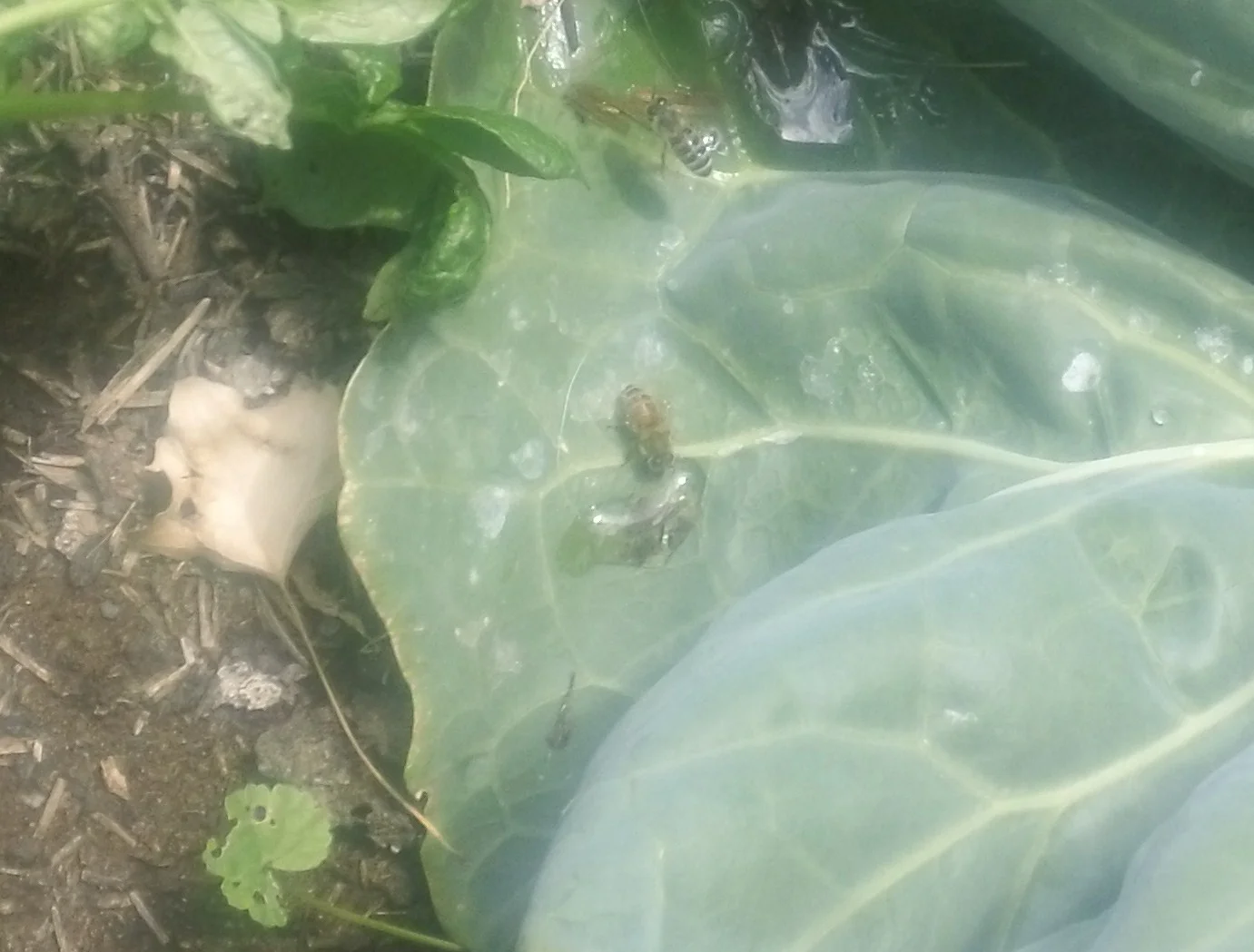 Large cauliflower leaves provide a water source for our thirsty bees.