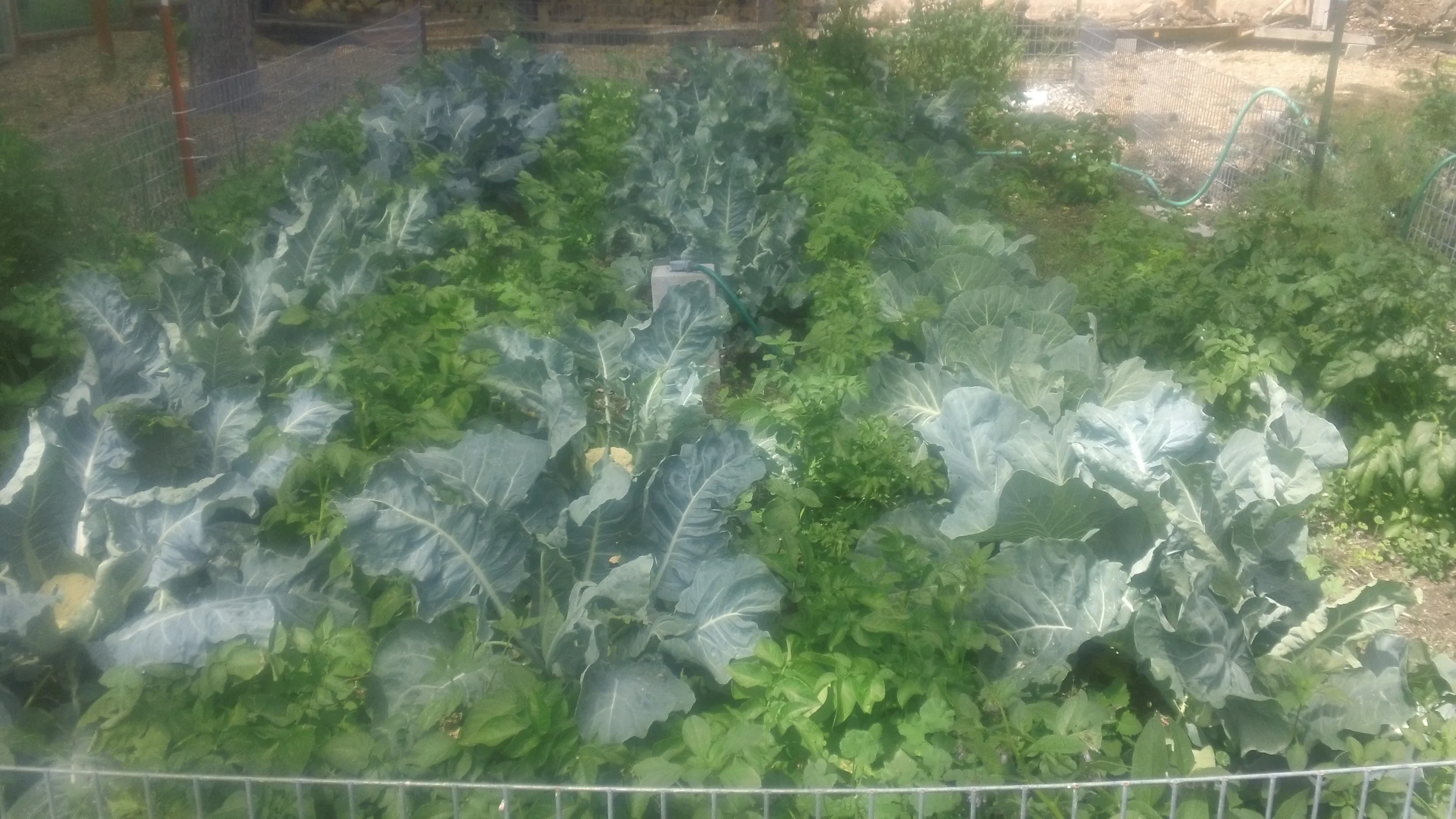 The cold crop bed at the farm. This bed includes onions, cabbage, broccoli, potatoes and cauliflower. 