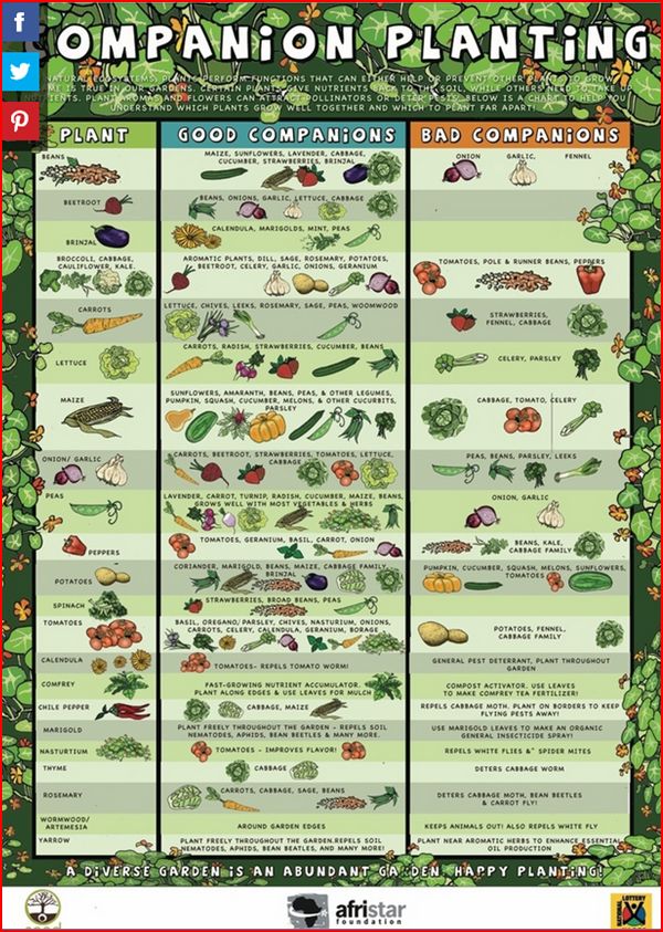 http://www.lifehack.org/articles/lifestyle/companion-planting-101.html
