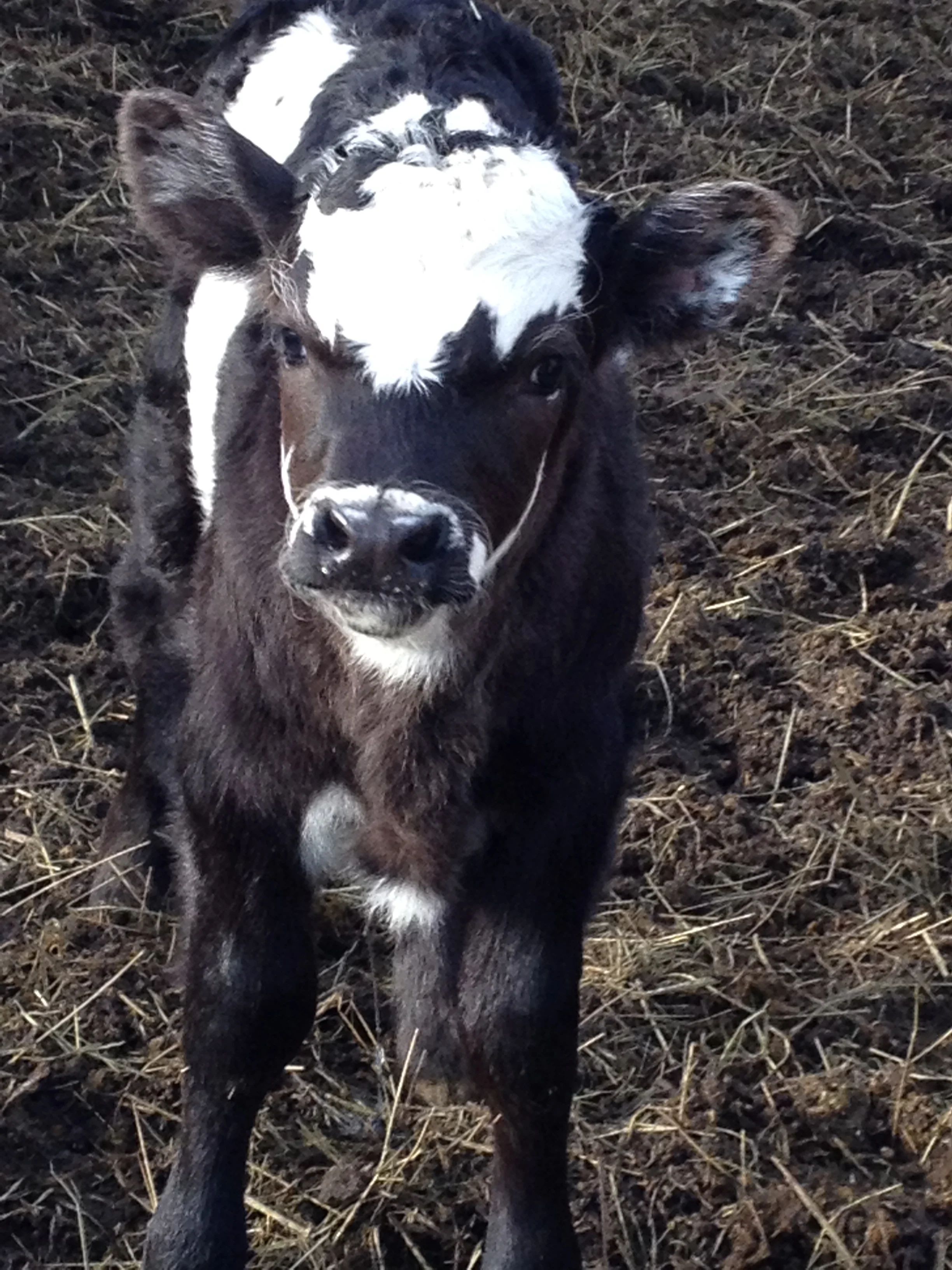 Patches the steer born November 16, 2014.