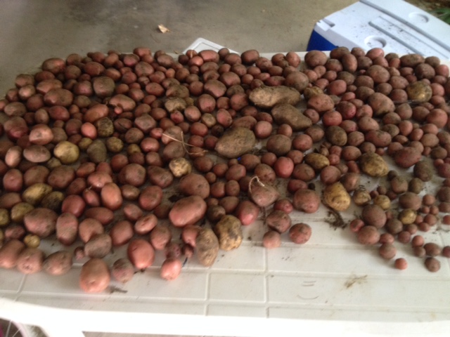 Potatoes curing on the table in the carport for future meals.
