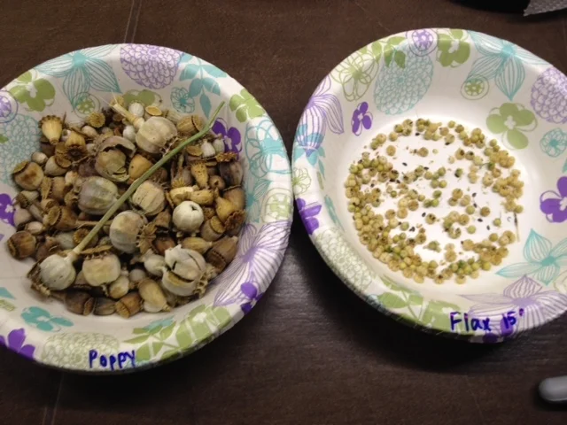 Poppy and Flax seed drying on the counter for next year.