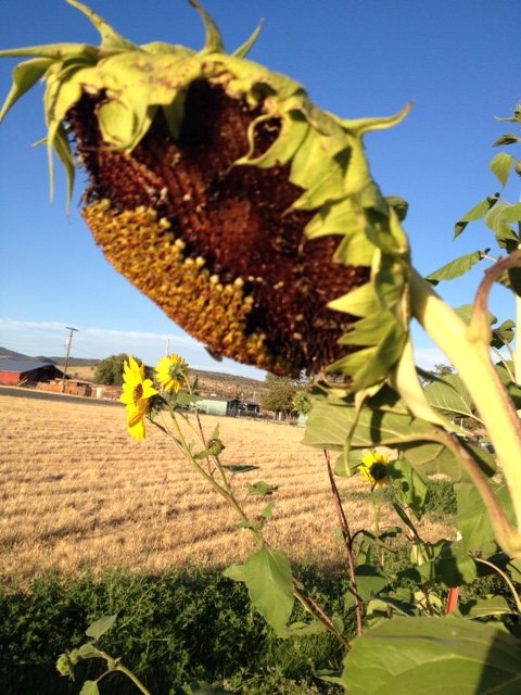 sunflowers #3.jpg