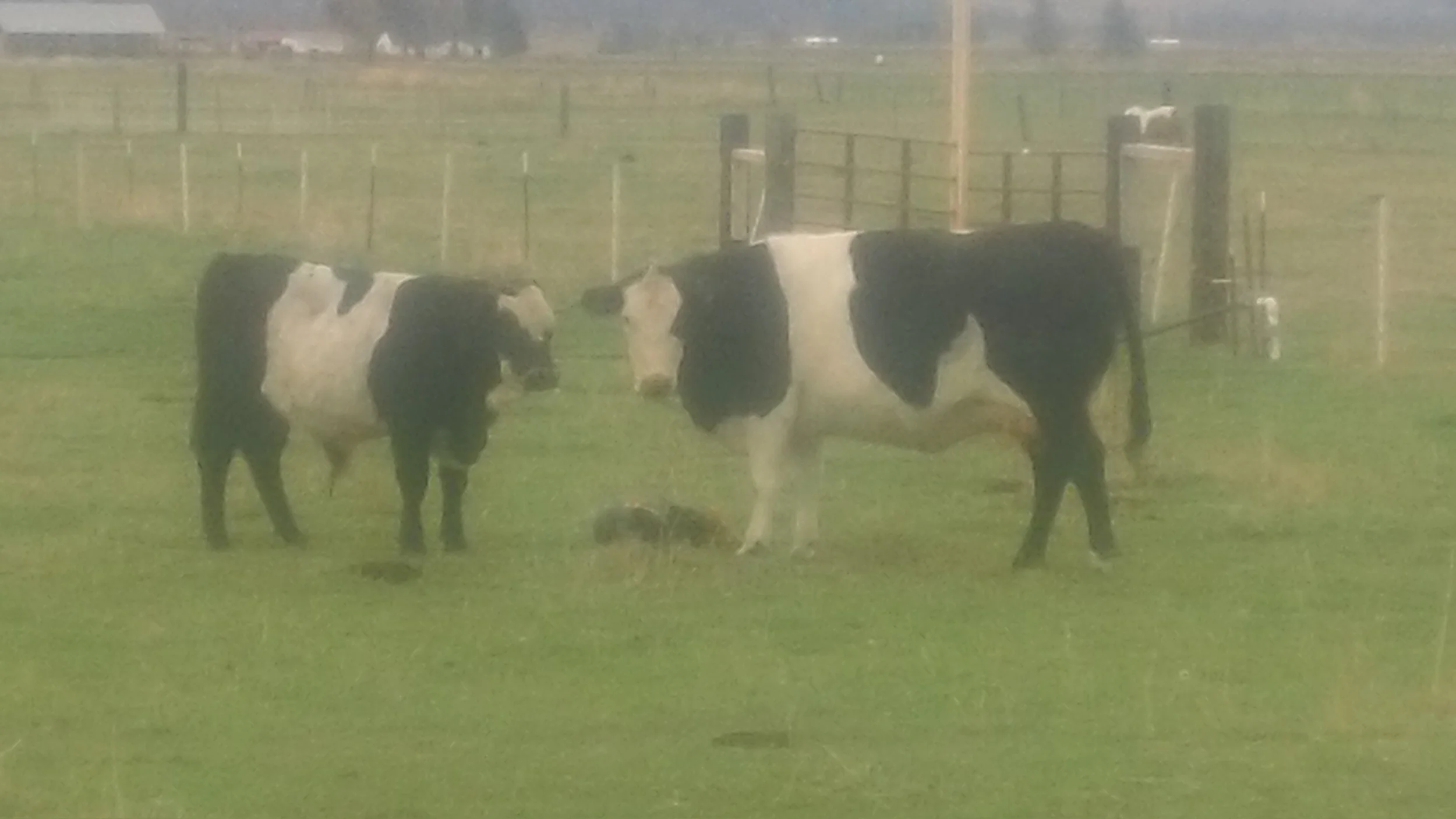 Three generations- Patch the bull, baby brother Buddy the bull and mama Snow White.