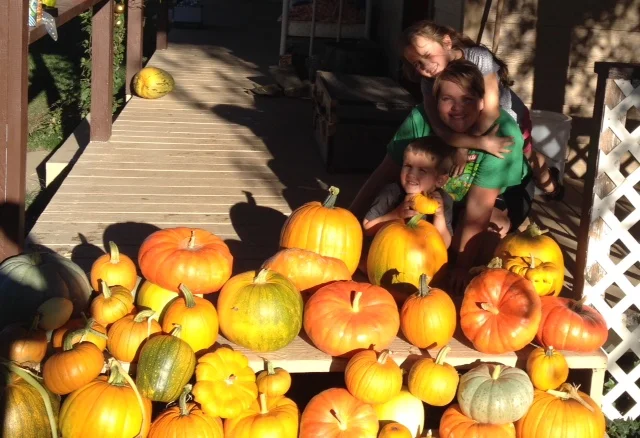 Our annual pumpkin pick down the driveway proved quite successful this year. The bees did an amazing job cross pollinating and providing a crowd pleasing variety.