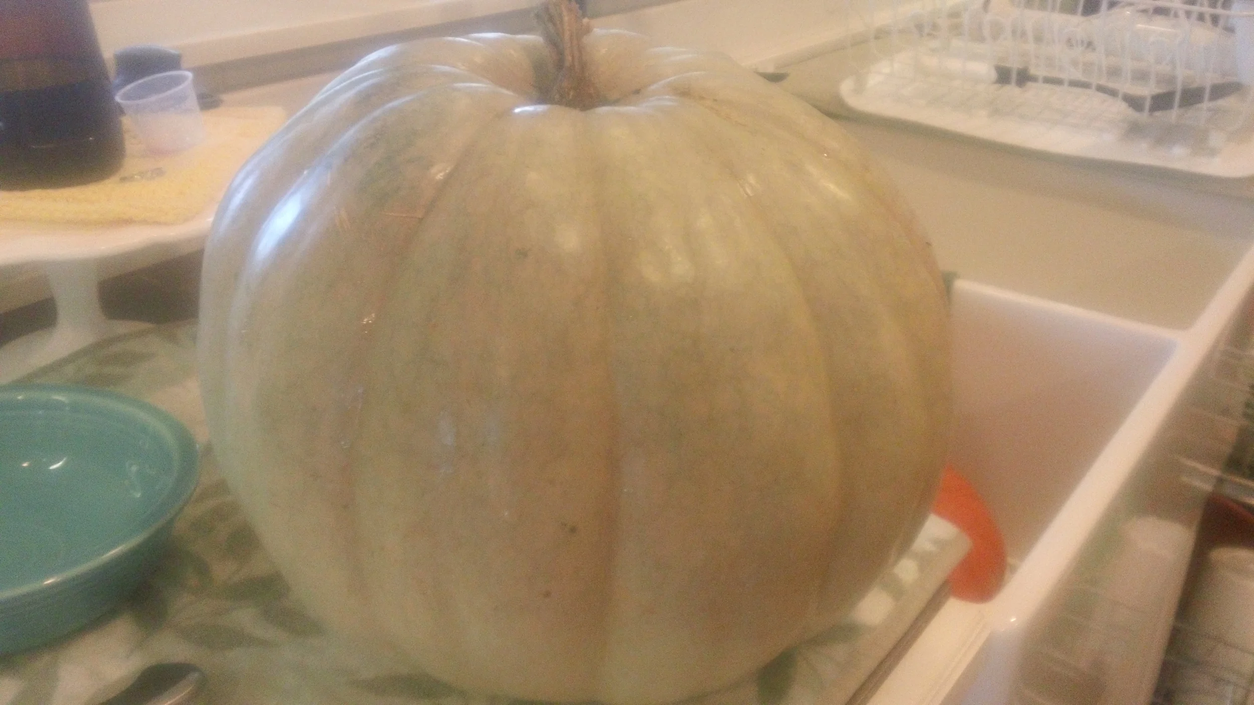 Jarrahdale/Carving Pumpkin cross 2015.