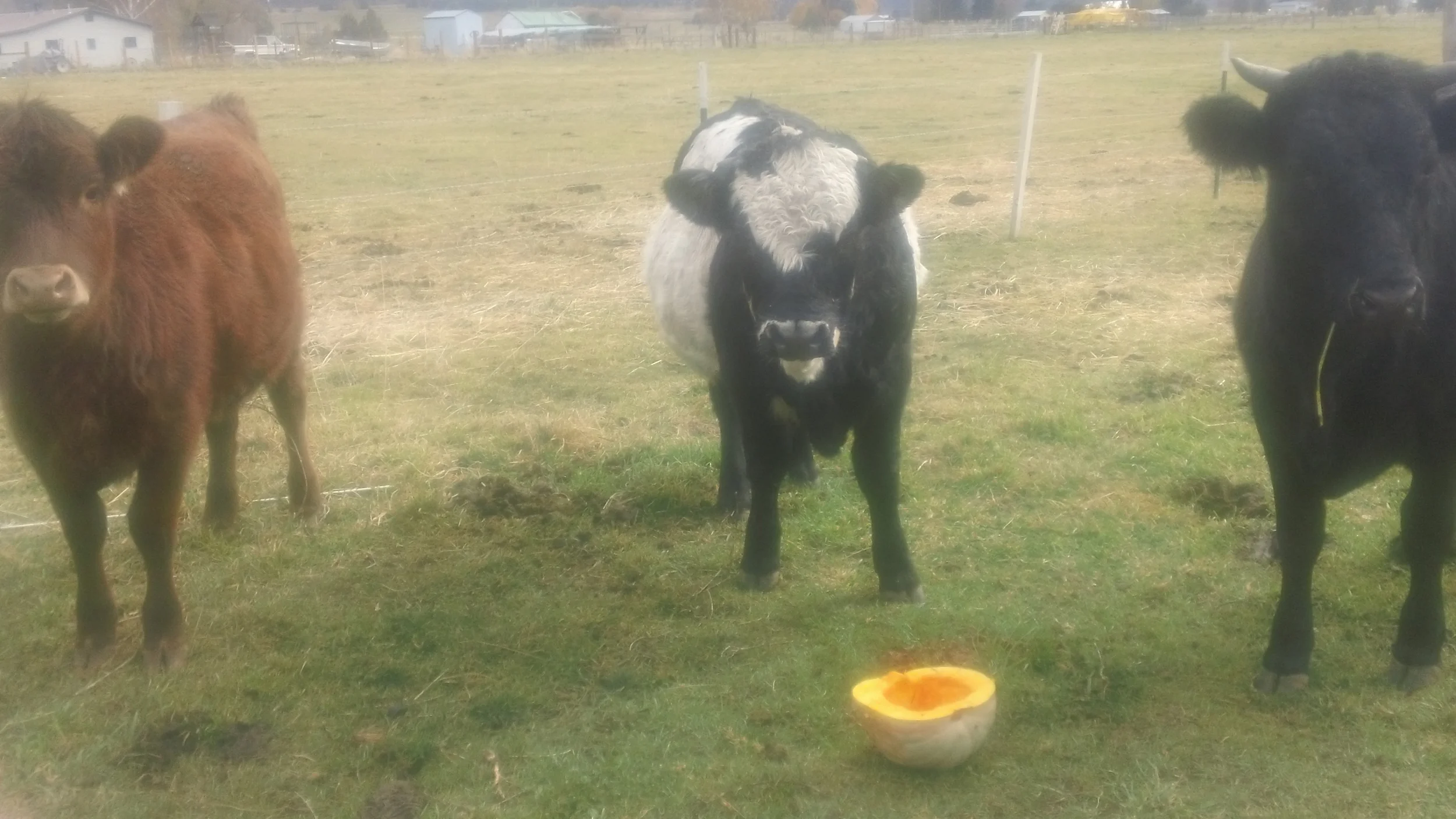Luna, Patch and Mary eager for pumpkin treats.