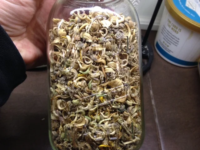 Calendula seeds for next year headed to the refrigerator. The bees love these in the fall.
