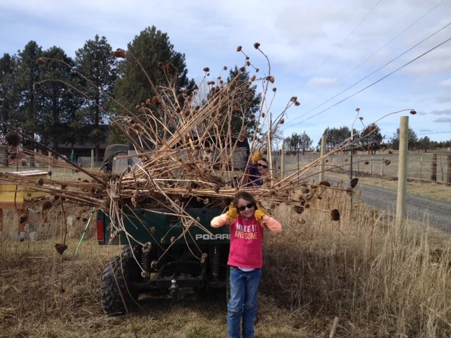 Honey bee garden clean up in February.