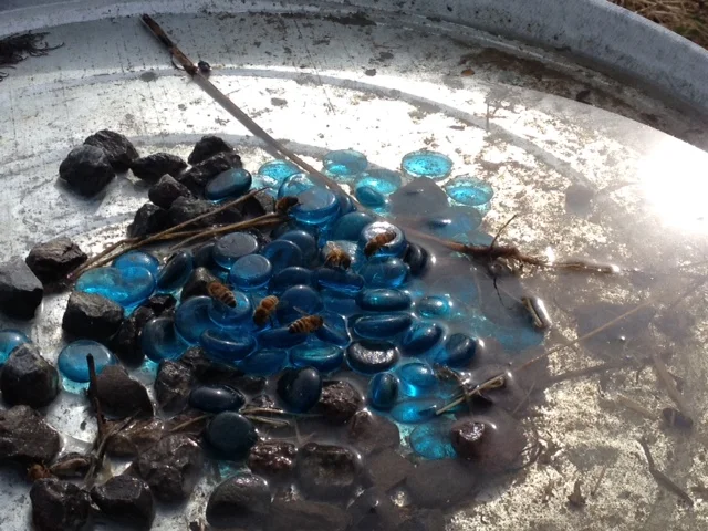 A honey bee watering hole.