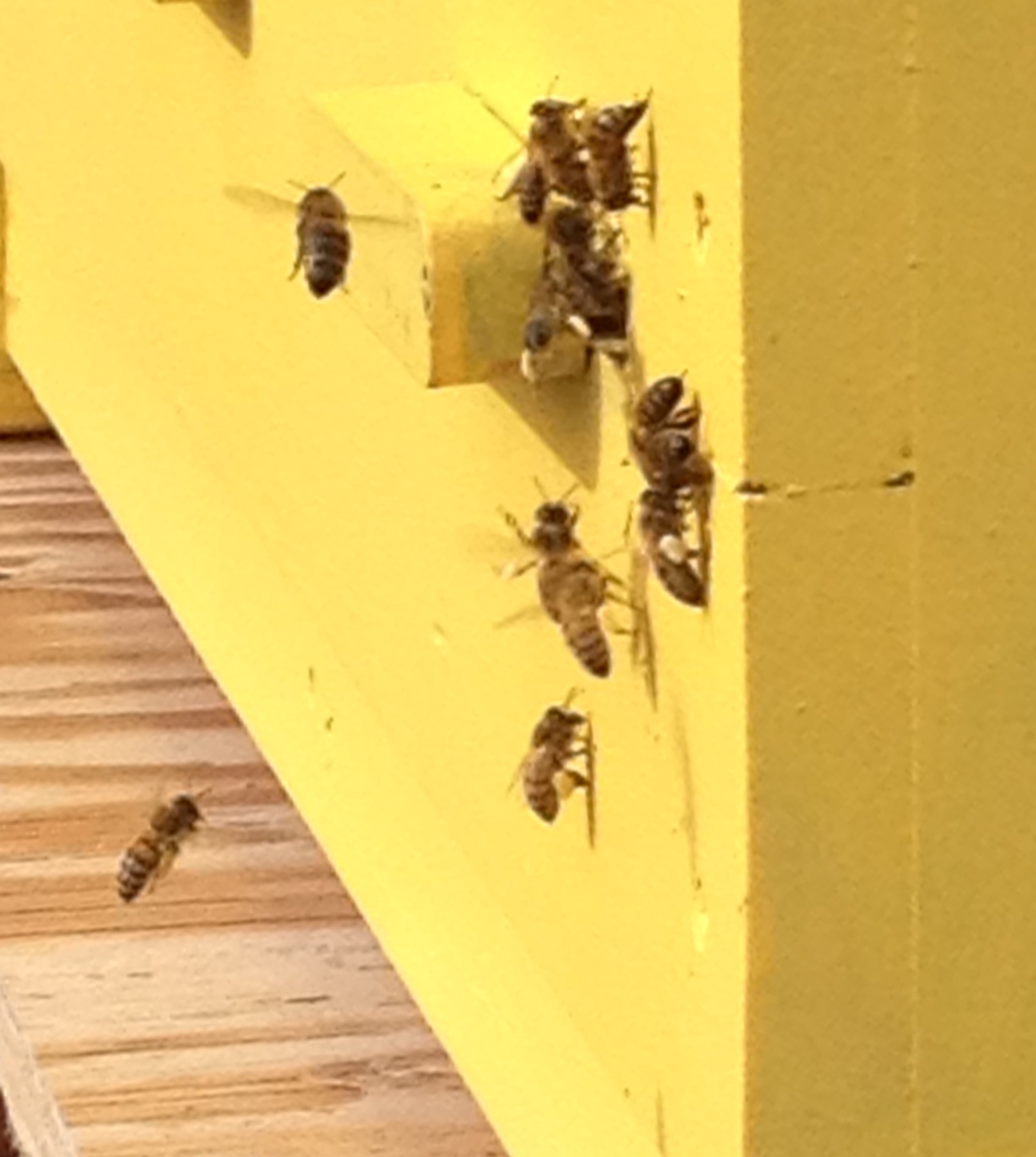 Notice the full pollen baskets on the girl near the bottom of the landing board. Also, look at the color variation of the pollen on the girl higher on the board. Pollen comes in many color shades. Variation in color means there are foraging options for the girls.