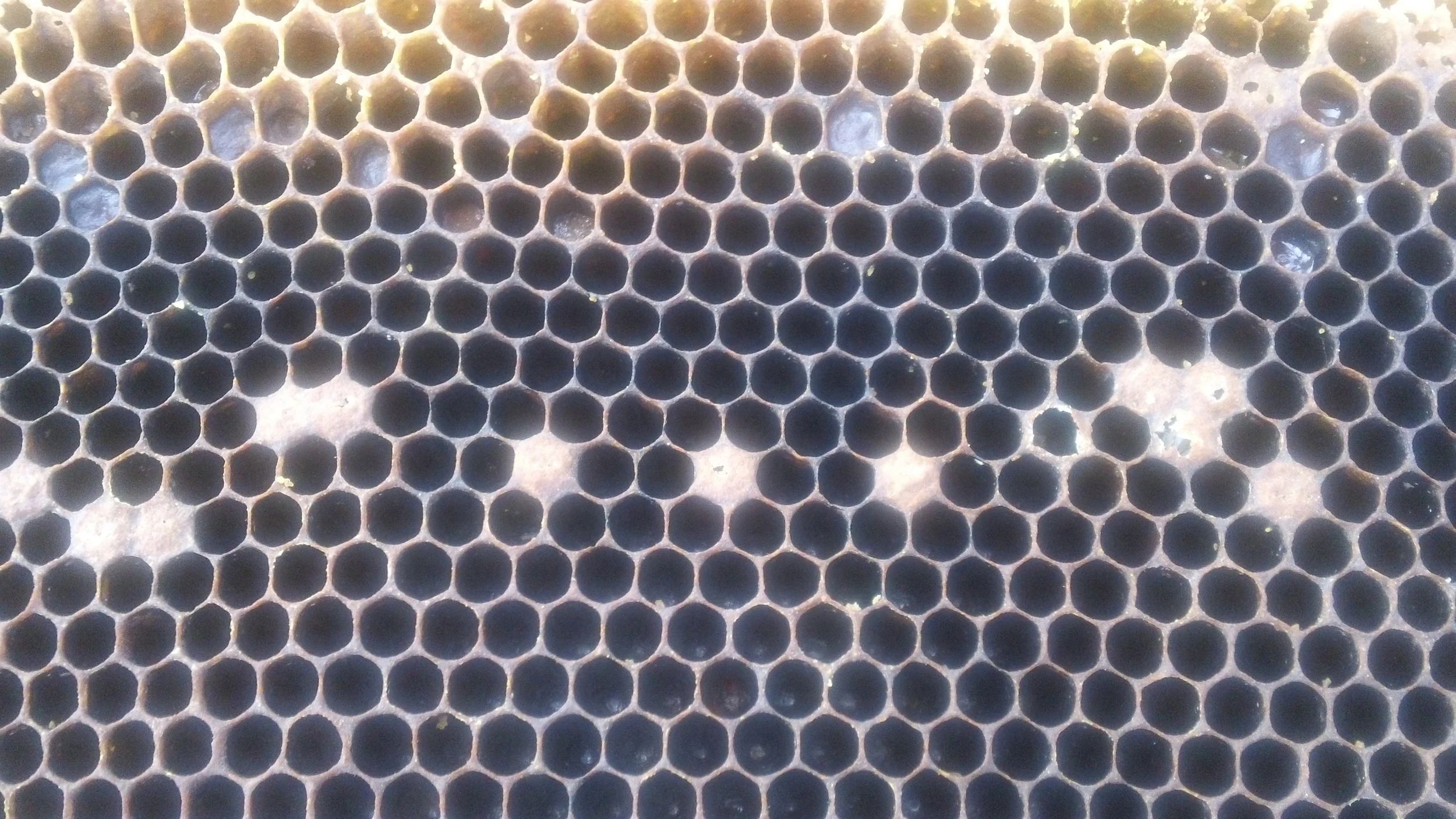 Tiny puncture holes in these capped cells are from varroa mites leaving the cells. All hives have varroa mites. The tiny white dots are varroa scat. The shiny cells toward the top in the image are unfinished honey from last season. There are also tiny pieces of crystallized honey. 