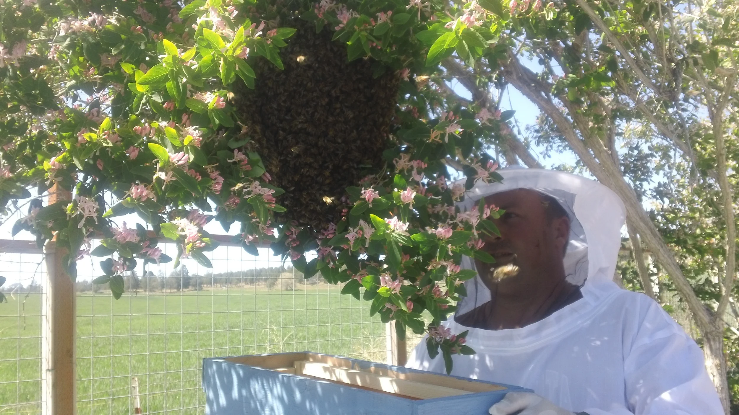 Our first swarm catch on our property. Beeatrice and crew landed in our vegetable garden.