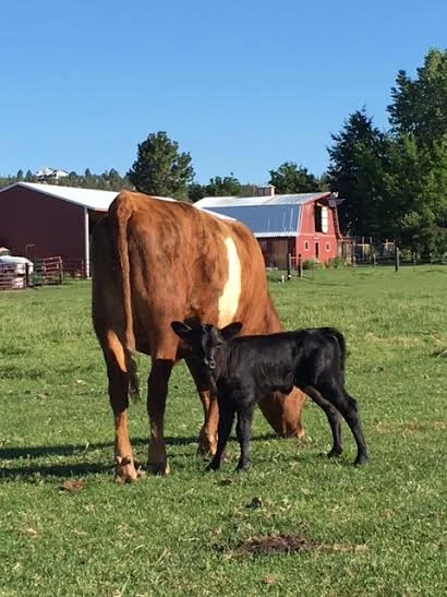 baby Ebony #2.jpeg