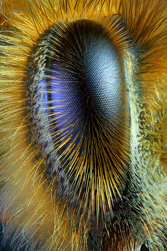 Honey bee eye.jpg