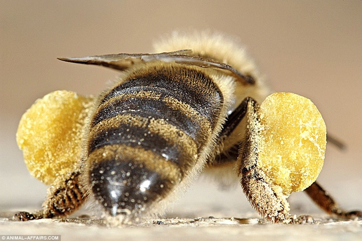 Pollen collection.jpg