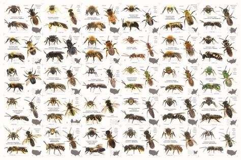 Types of bees image.jpg