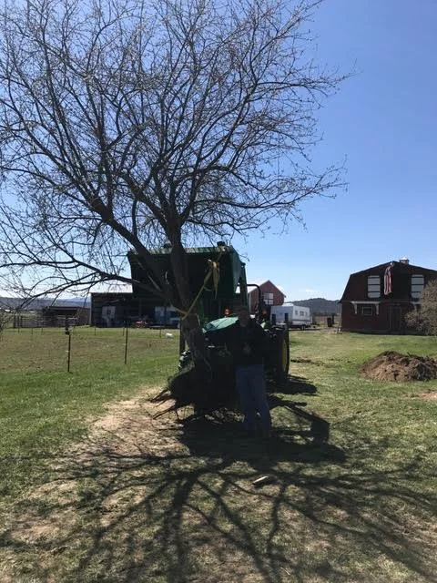 We relocated a tree on our property to make room for another project later this spring. We are crossing our fingers that this tree will settle itself in it's new honey bee garden location. 