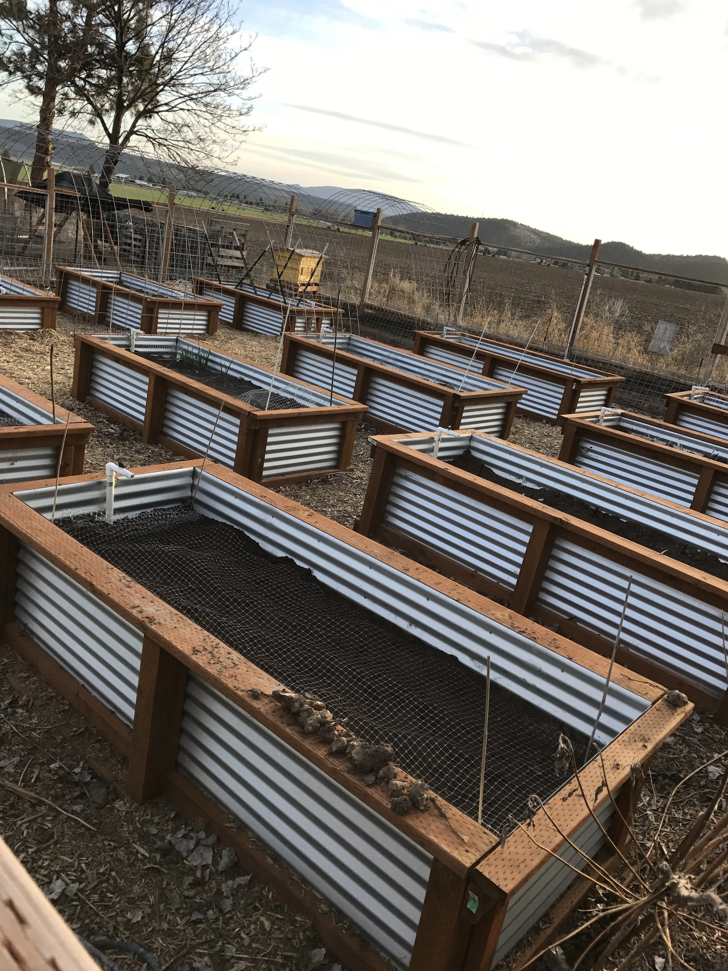 Three types of onions, carrot seed tape, peas, and heirloom poppy seed flowers were planted this week in certain beds. Knowing when to plant which sorts of crops is critical in Central Oregon and it has taken lots of practice! 
