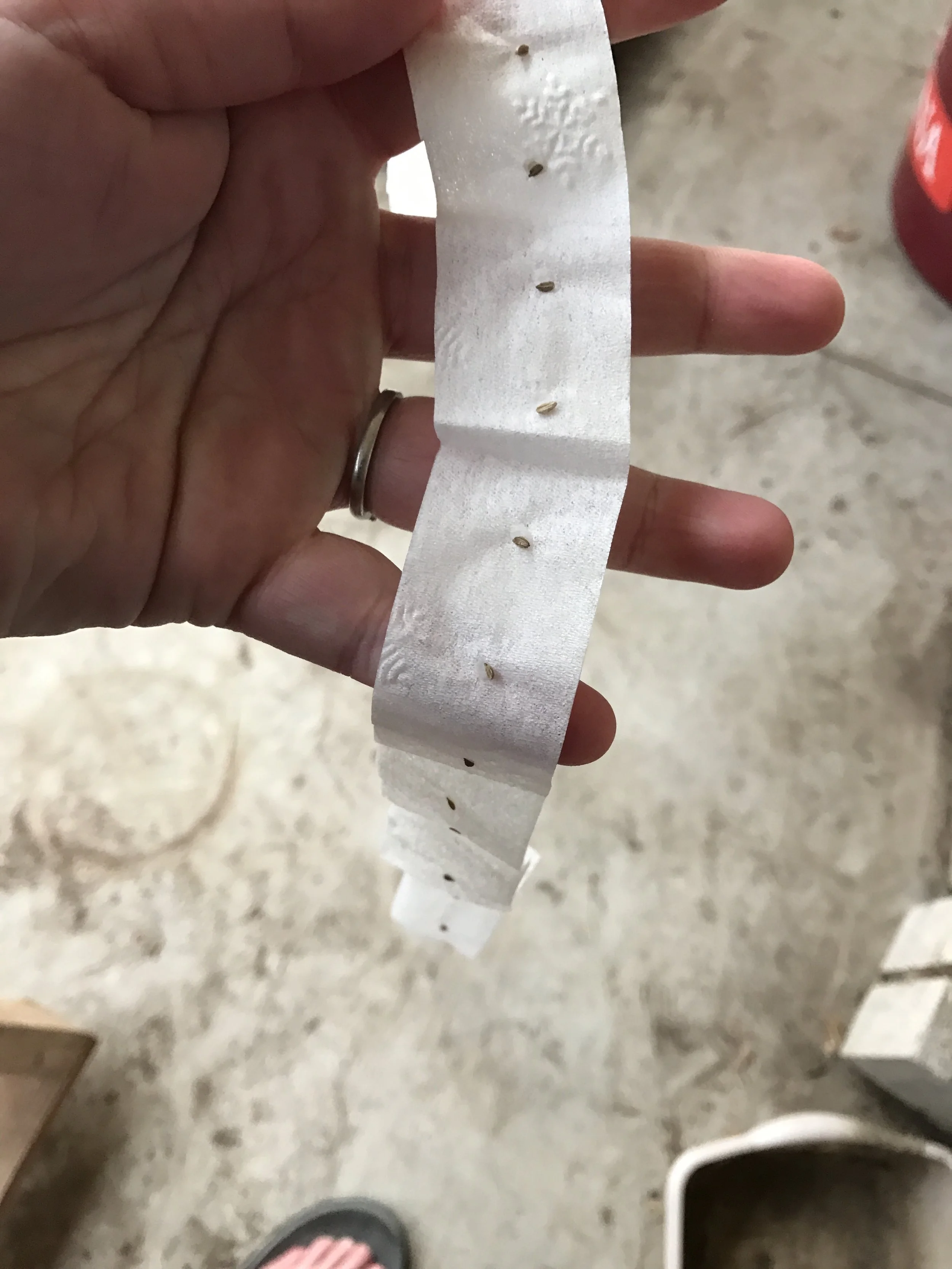 Carrot seed tape- this allows you to plant worry free. No need to pull haphazardly places sprouts. 