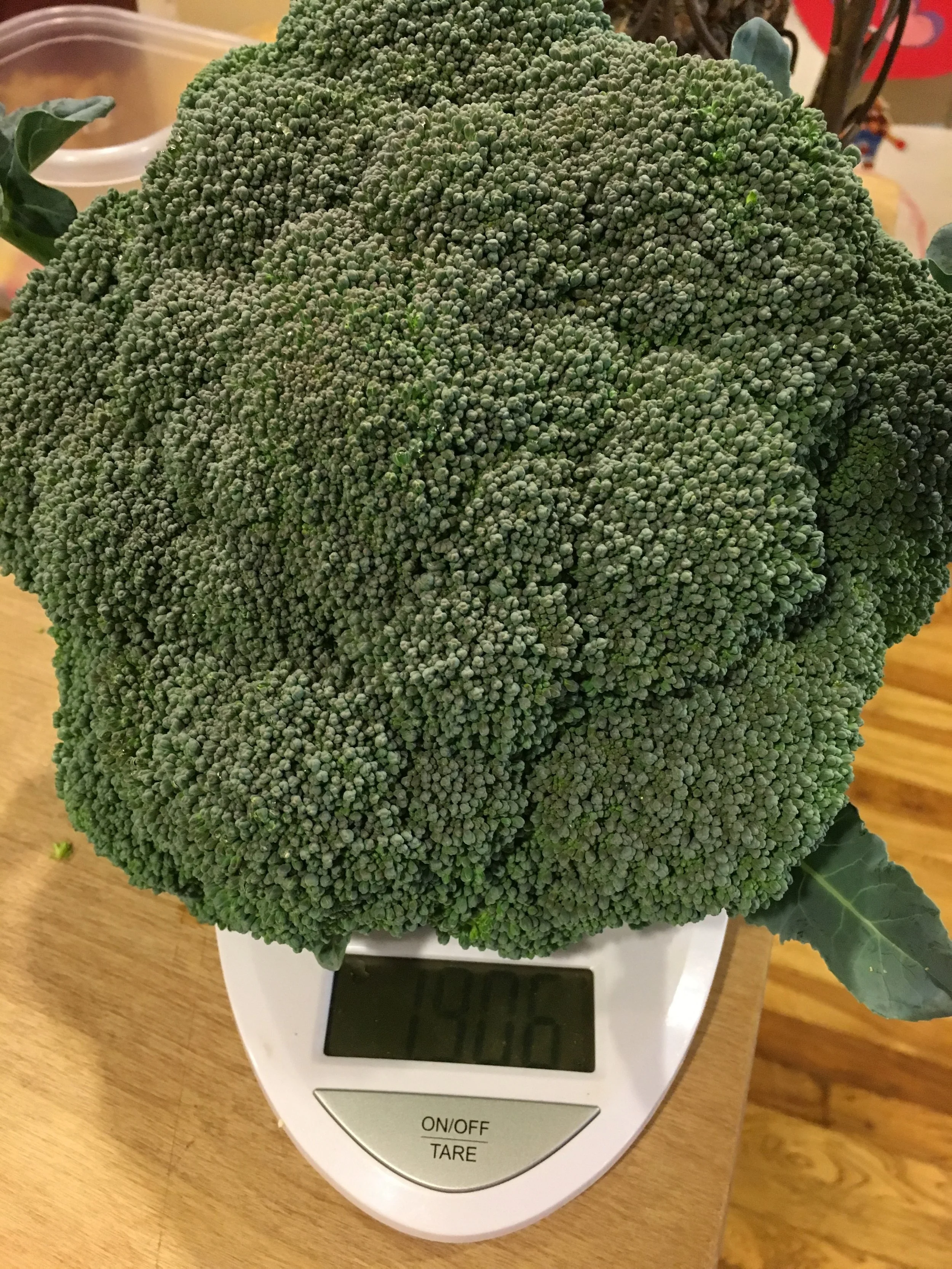 One of my broccoli heads from last year's crop. The farm box seedlings are from this same variety. 
