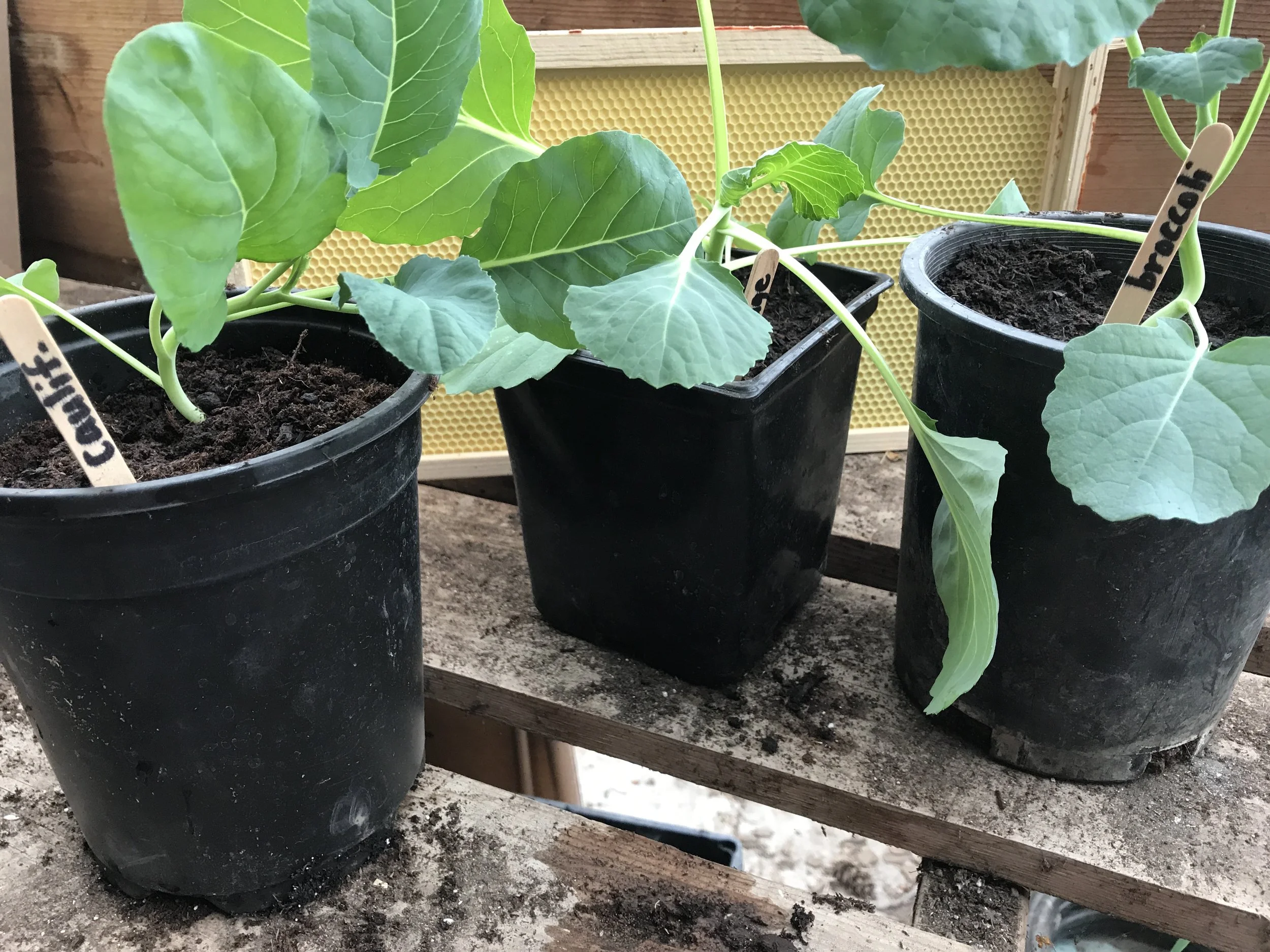 Seedlings grown in our greenhouse: cabbage, cauliflower, and broccoli. These are BIG 6" plants grown from seed and planted in organic soil without the use of any chemicals.
