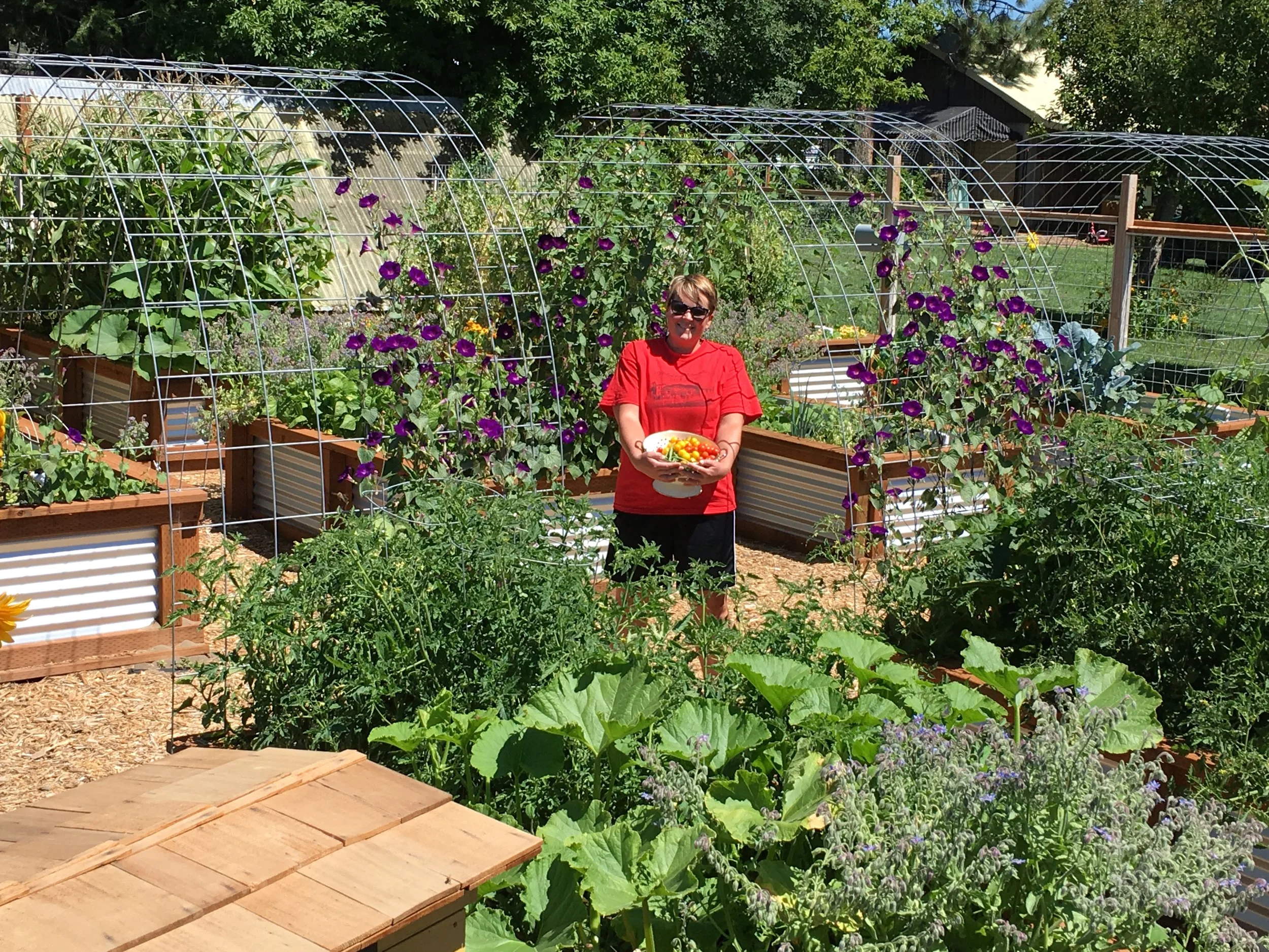 Veggie garden August 2016.