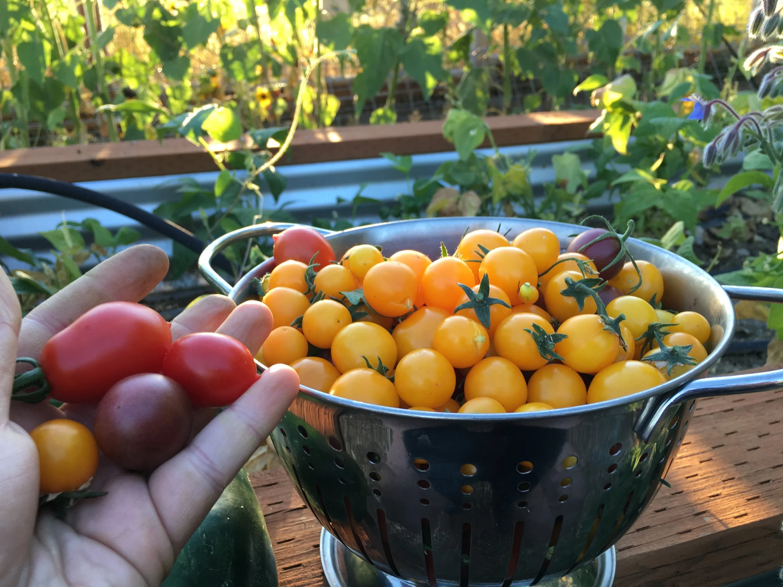 August tomatoes from the garden. A rainbow of color. 